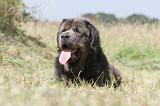 DOGUE DU TIBET 037